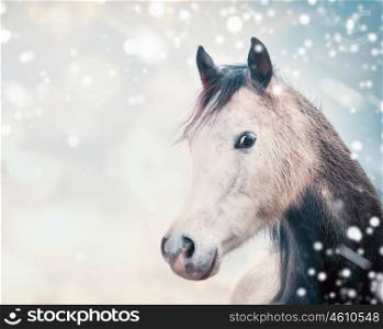 Horse head at winter nature background with fall of snow