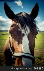 Horse head closeup. Horse Head