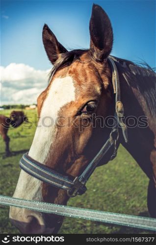 Horse head closeup in a sunny day. Horse head