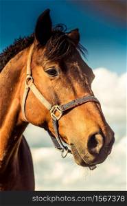 Horse head closeup sunny day. Horse portrait