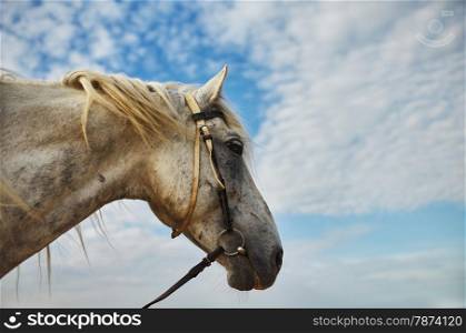 Horse head portrait on sky background