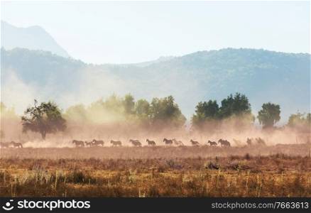 Horse herd run in mountain meadow