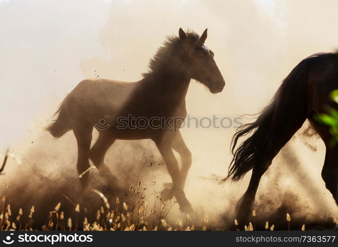 Horse herd run on pasture in Chile, South America