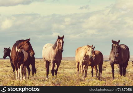 Horse herd run on pasture in Chile, South America