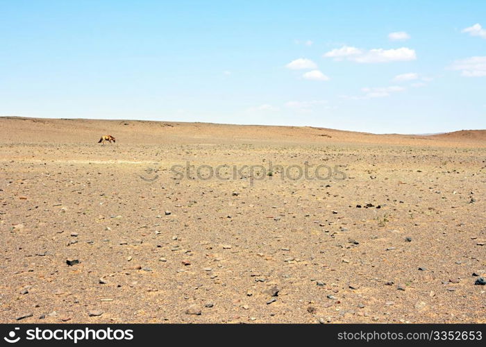 Horse in a desert Gobi. Mongolia