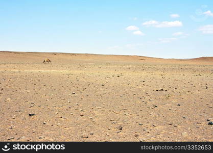 Horse in a desert Gobi. Mongolia
