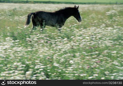 Horse in a Field