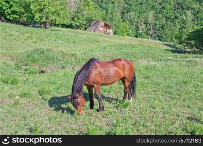 horse in a pasture in the village
