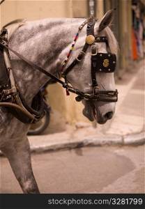 Horse in Athens Greece