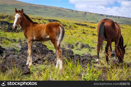 Horse in easter island field, pacific ocean, Chile. Horse in easter island field