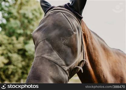 Horse in field wearing funny fly protection hood.
