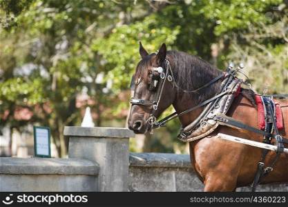 Horse in front of a wall, St. Augustine, Florida, USA