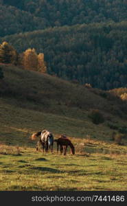 Horse in front of the sunrise. Beauty summer morning in Altai mountains. Green meadows, purity air. Horse in front of the sunrise