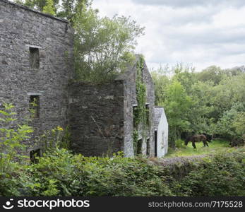 horse in green garden near ruin of old houses on kerry peninsula in ireland