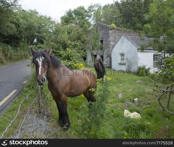 horse in green garden near ruin of old houses on kerry peninsula in ireland