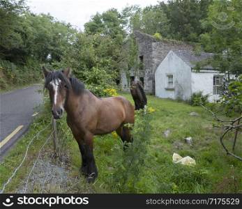 horse in green garden near ruin of old houses on kerry peninsula in ireland