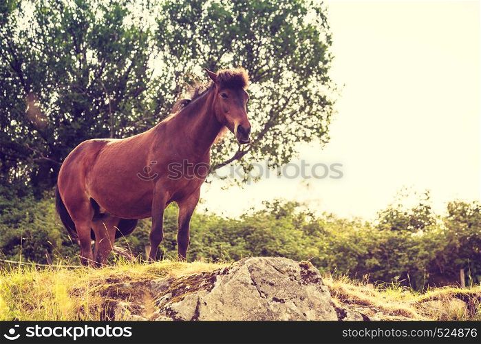 Horse in meadow field. Tranquil countryside scene.. Horse on pasture.