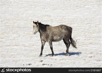 Horse in snow covered pasture.