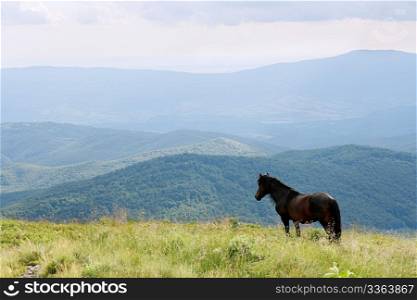 horse in the Carpathian Mountains