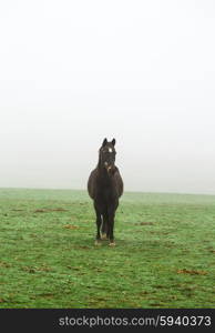 Horse in the mist on a meadow. Horse in the mist on a meadow.