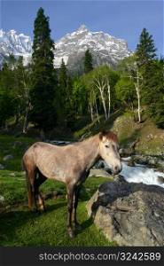 Horse in the mountains