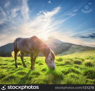 Horse in the sun on green mountain pasture at sunset. Horse in the sun on green mountain pasture