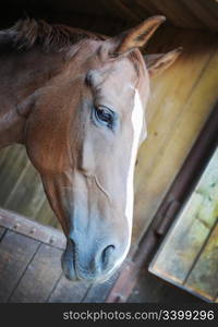 Horse in the window of barn closeup