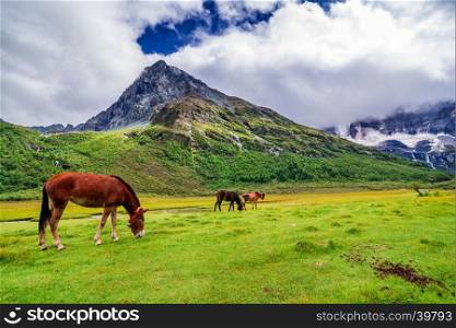 Horse in Yading Nature Reserve. a famous landscape in Daocheng, Sichuan, China.