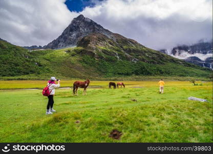 Horse in Yading Nature Reserve. a famous landscape in Daocheng, Sichuan, China.