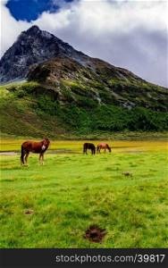 Horse in Yading Nature Reserve. a famous landscape in Daocheng, Sichuan, China.