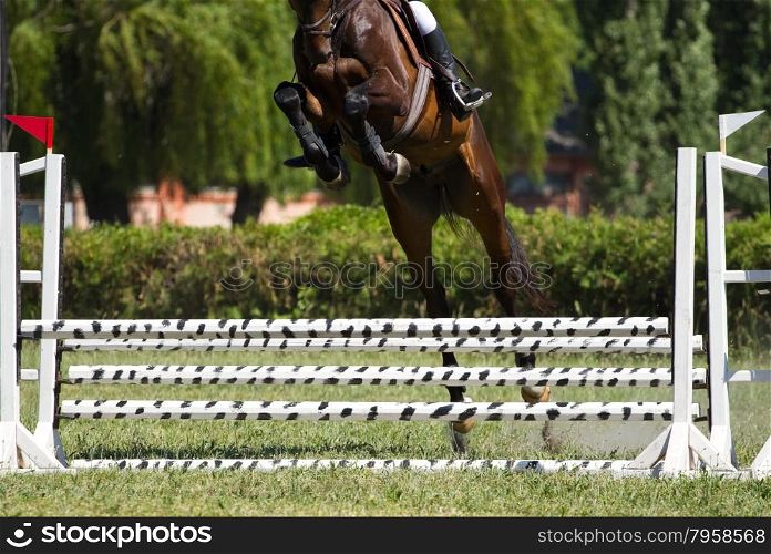 Horse jump a hurdle in competition