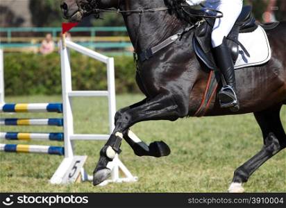 Horse jump a hurdle in competition&#xA;
