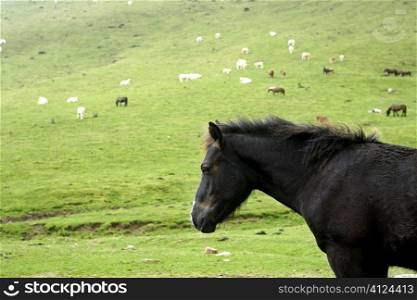 Horse landscape in the green meadow Pyrenees view