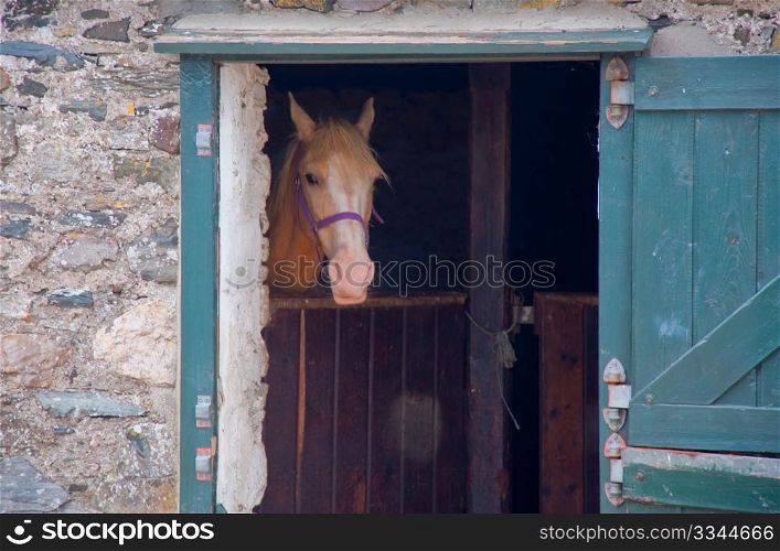 Horse looking out from stable door
