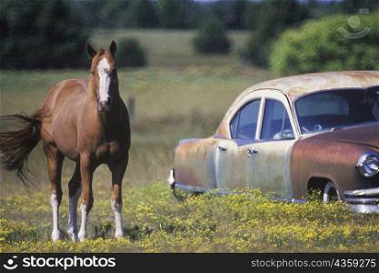 Horse near a car