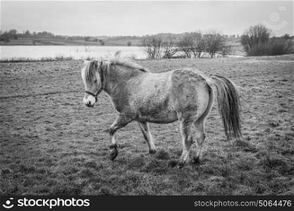 Horse on a field in rural surroundings in black and white colors