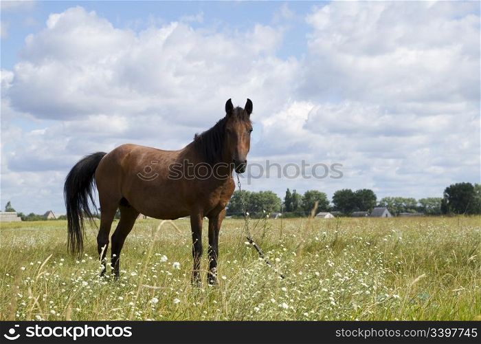 horse on field in summer