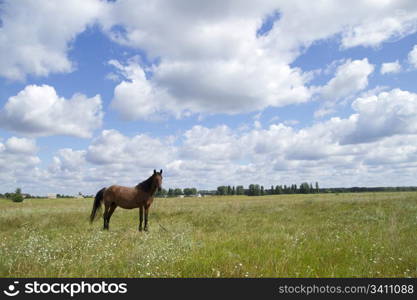 horse on field in summer