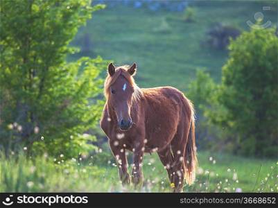 Horse on meadow