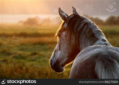 Horse on Pasture at September Evening