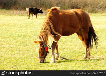 Horse on pasture graze, sow on background