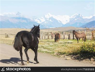 Horse on pasture in Chile, South America