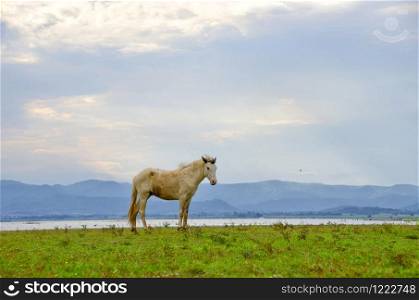 Horse on pasture on a daylight with a blue sky