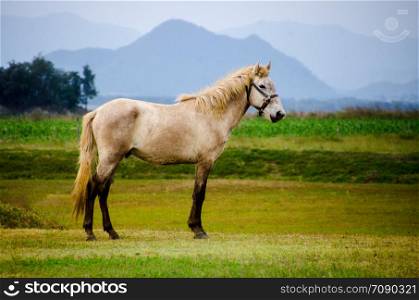 Horse on pasture on a daylight with a blue sky