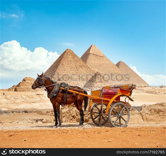 Horse on the background of the pyramids in Giza