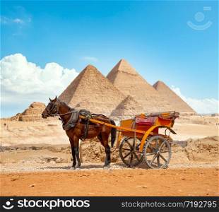 Horse on the background of the pyramids in Giza