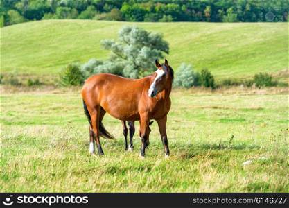 Horse on the green farm field with grass