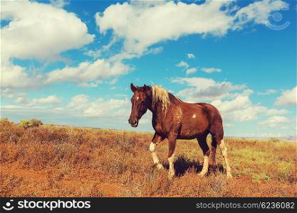 Horse on the meadow in summer