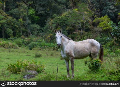 Horse on the meadow in summer