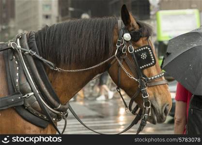 Horse on the street, Manhattan, New York City, New York State, USA